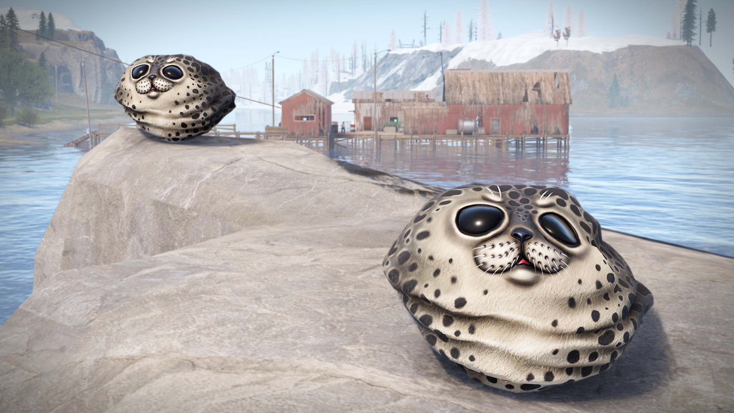 Harbor Seal Rock