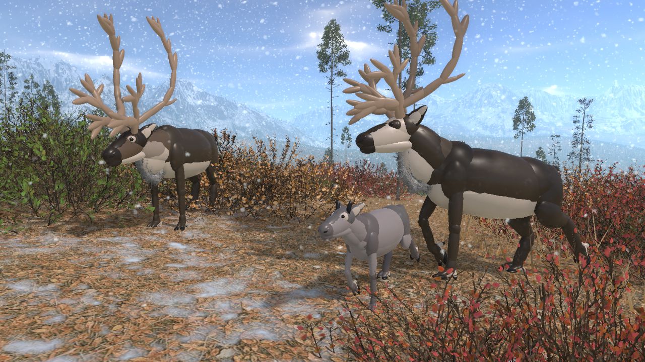 Reindeer (Caribou) - Rangifer tarandus