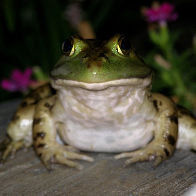 Toad Men Civ
