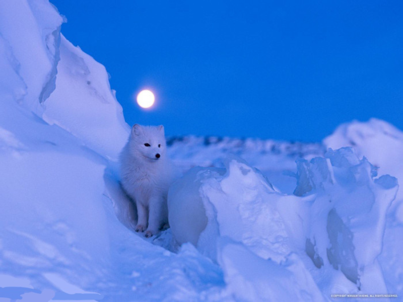 Artic Fox Wallpaper