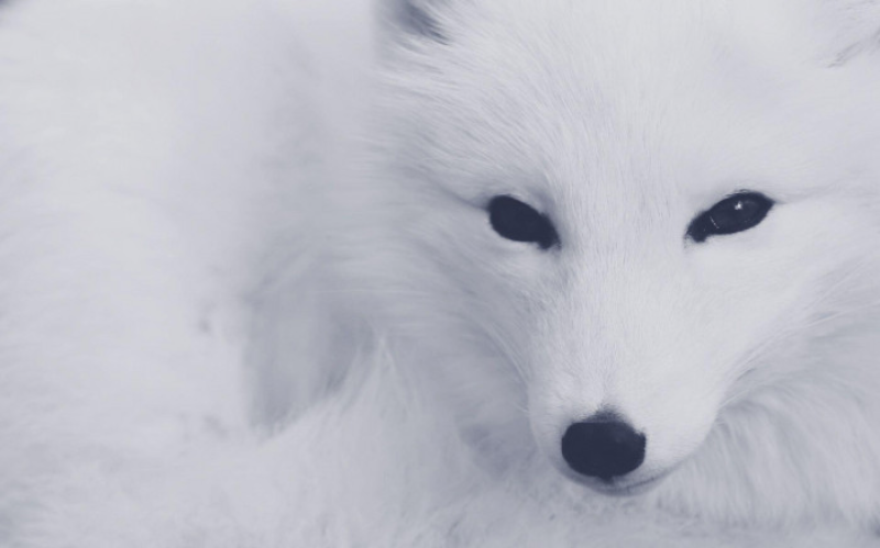 Artic Fox Wallpaper