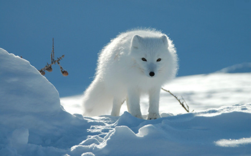 Artic Fox Wallpaper
