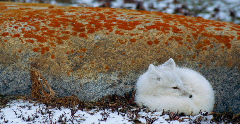 Artic Fox Wallpaper
