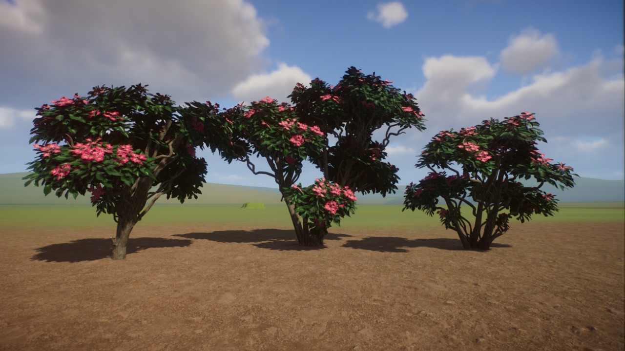 Frangipani Tree