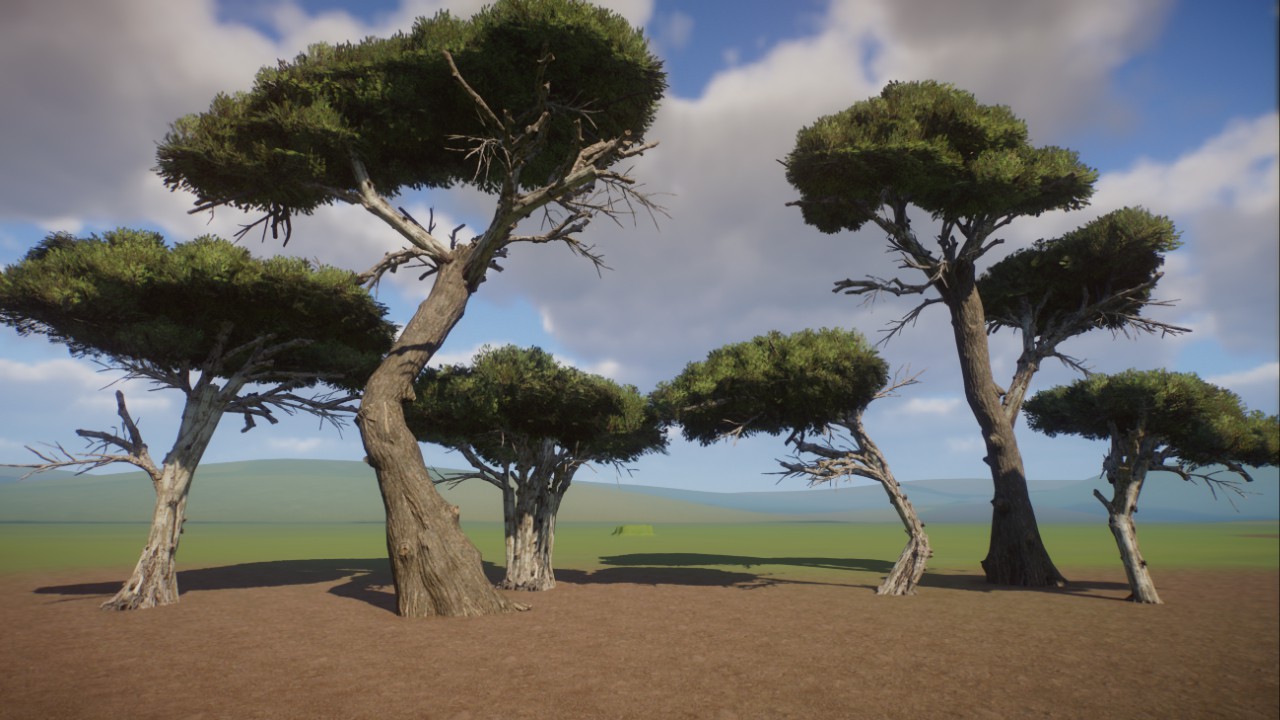 Monterey Cypress