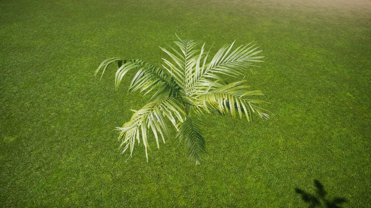 Tropical Palm Plant
