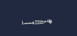 skelet