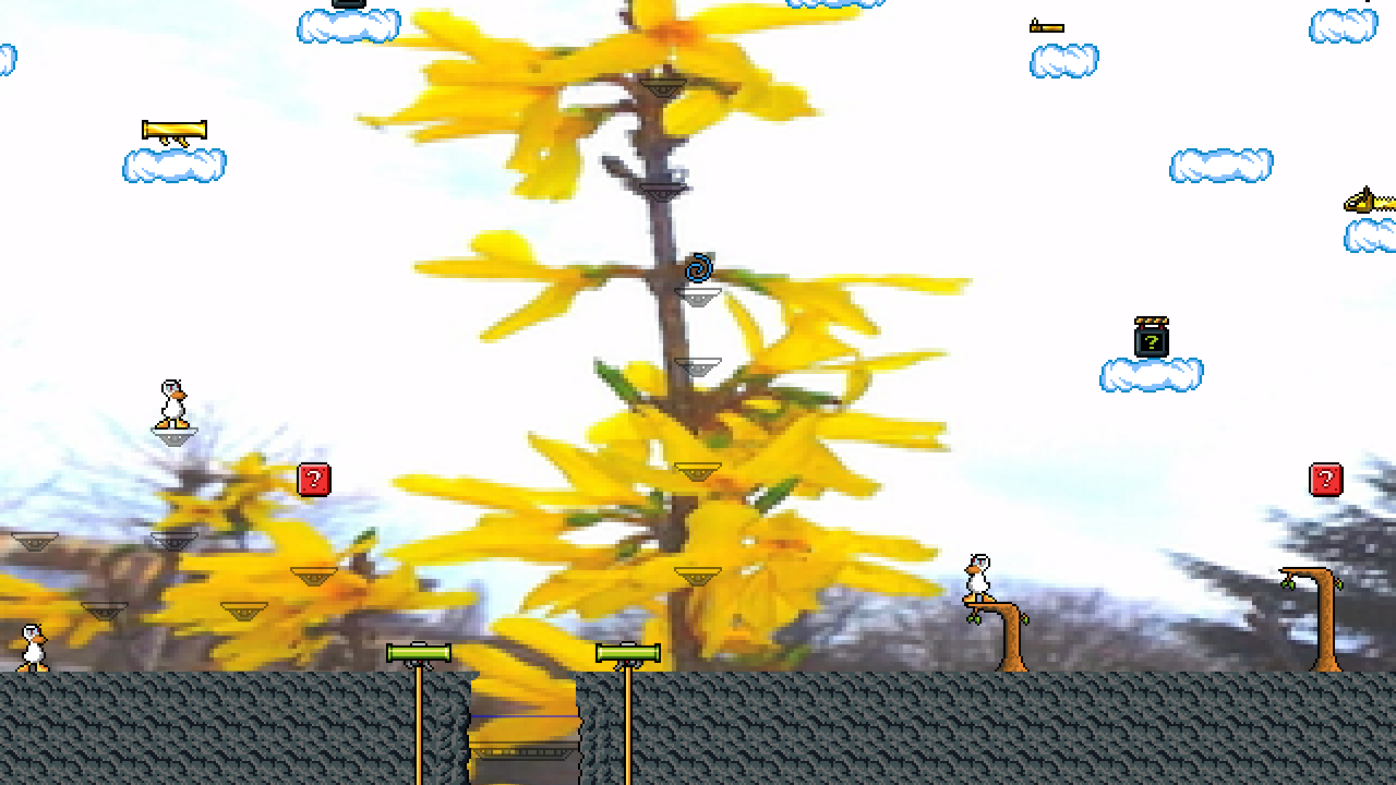 Forsythia