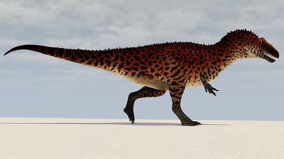 Bengal Leopard Acro