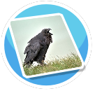 Comes the Raven