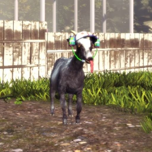 Soda Drink Goat
