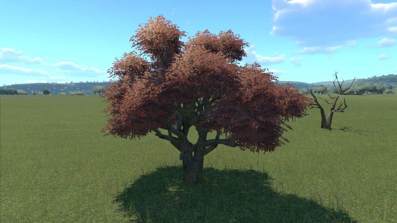 "Sakura" tree