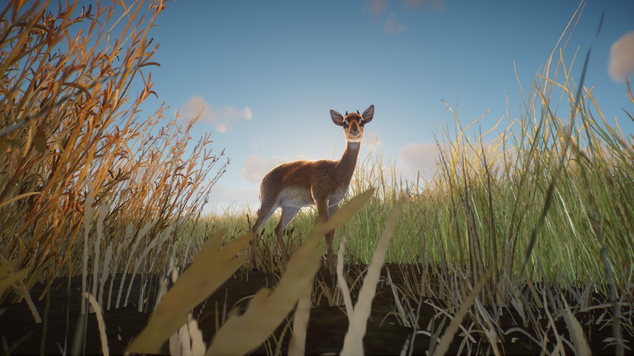 kirk's dik dik preview
