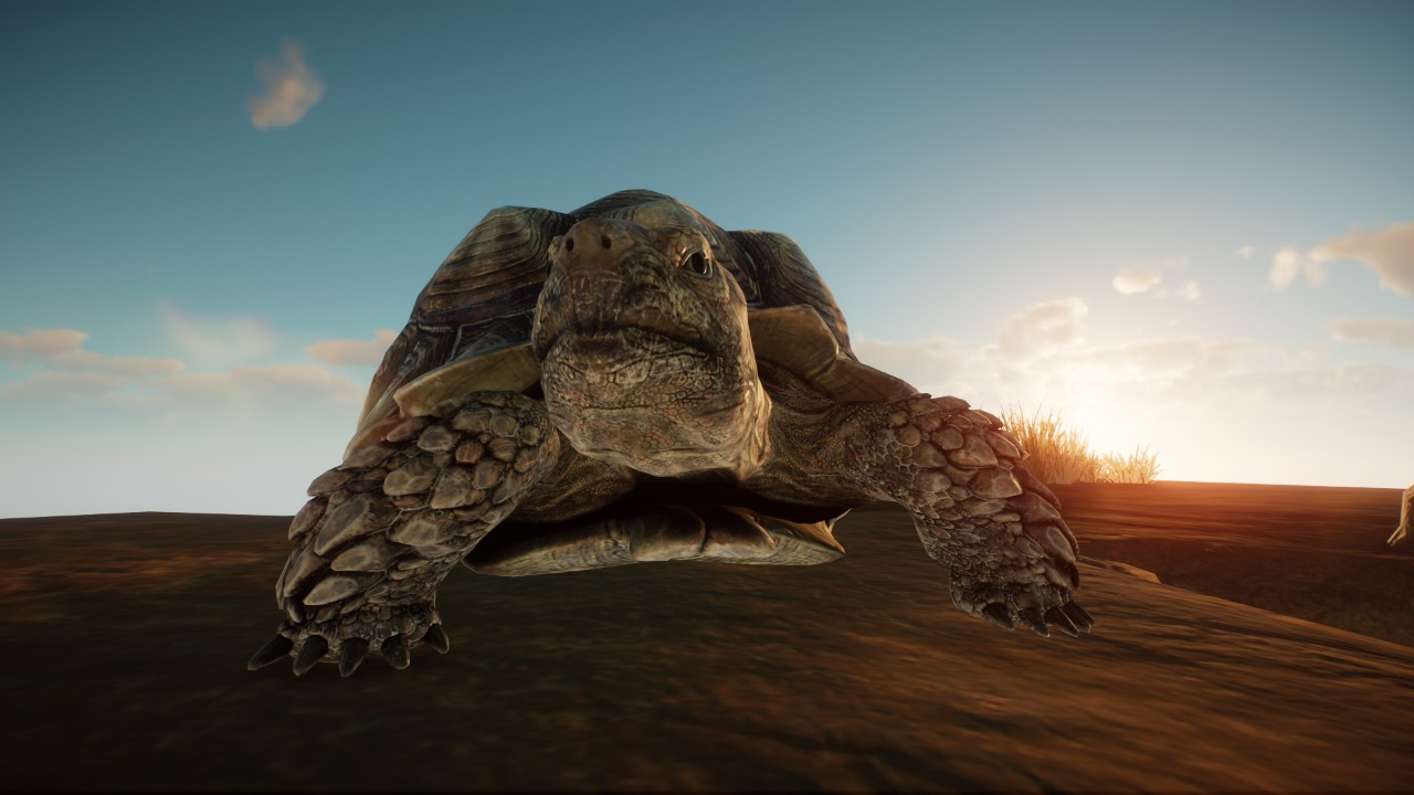 african scurpped tortoise preview