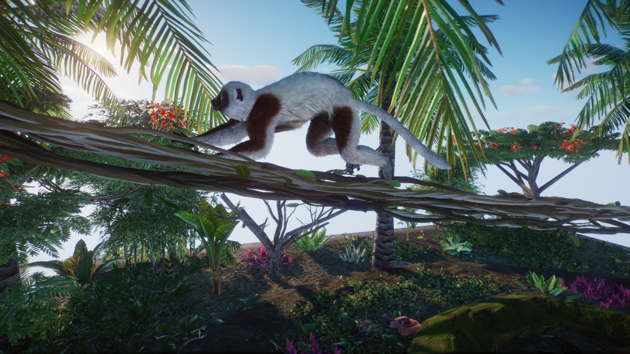 coquerel's sifaka diorama preview