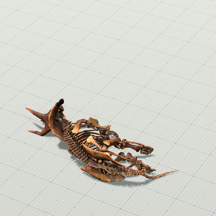 animated_triceratops_skeleton