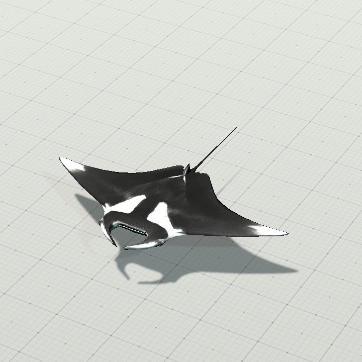 manta_ray_birostris_animated