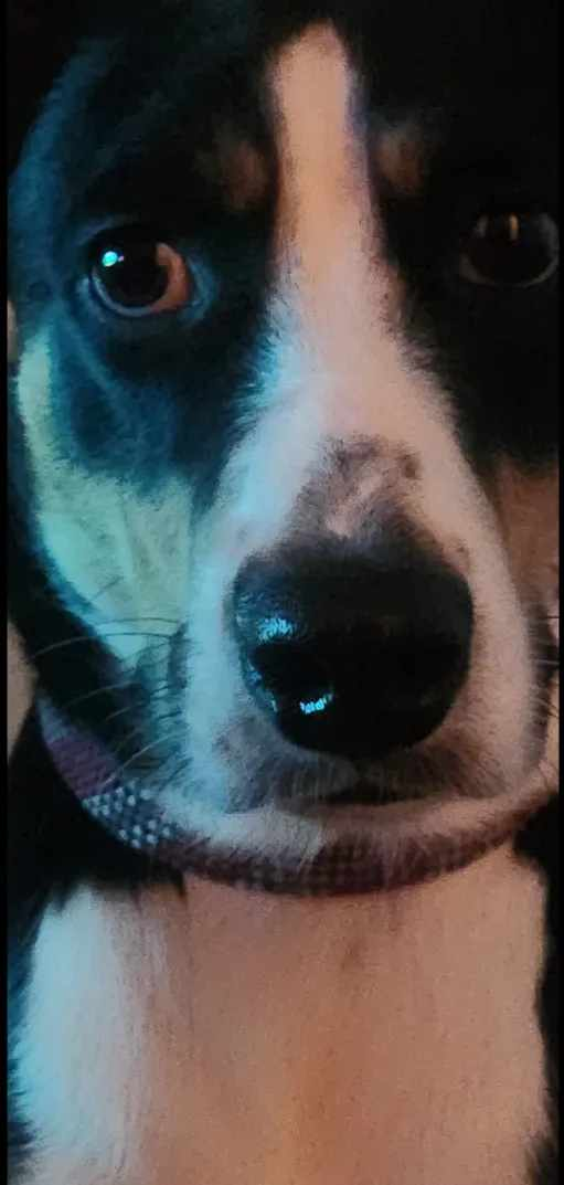 My Dog Oreo As A Portrait