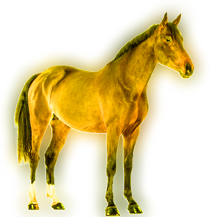 Horse Sun and Moon