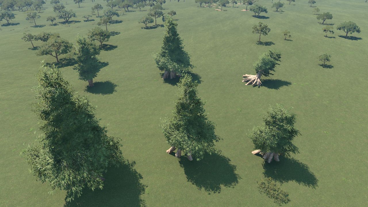 Ginkgos