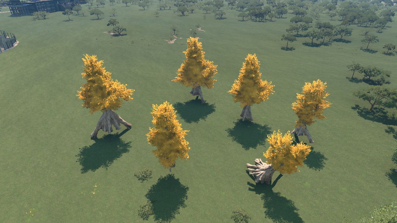 Autumn Ginkgos