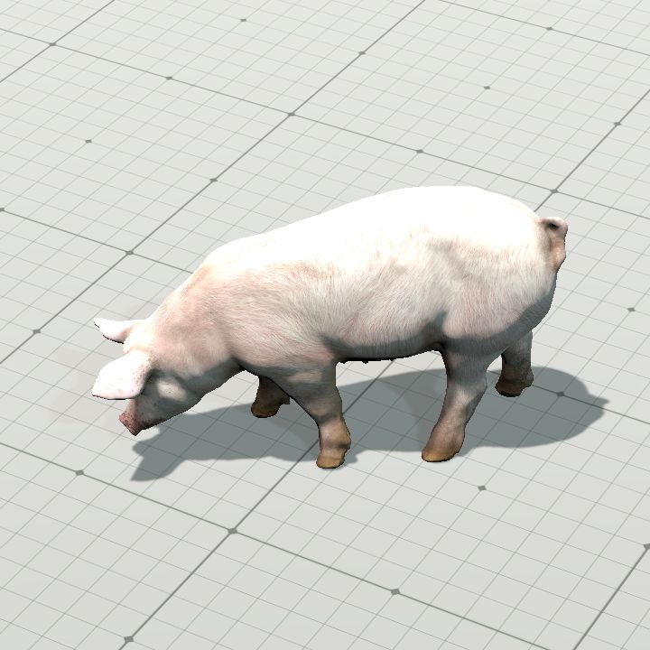 Pig