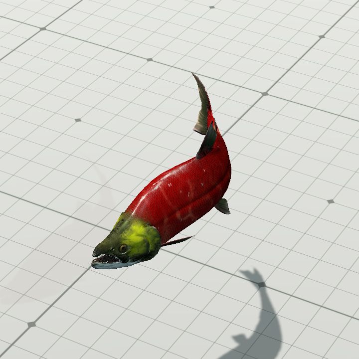 Fish, Sockeye Salmon {Multi-Animated}