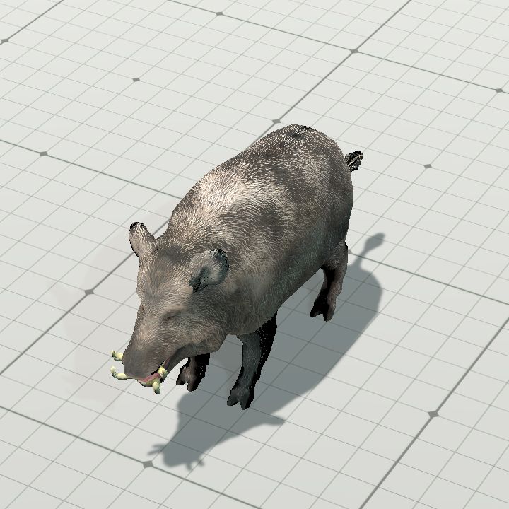 Boar, Wild