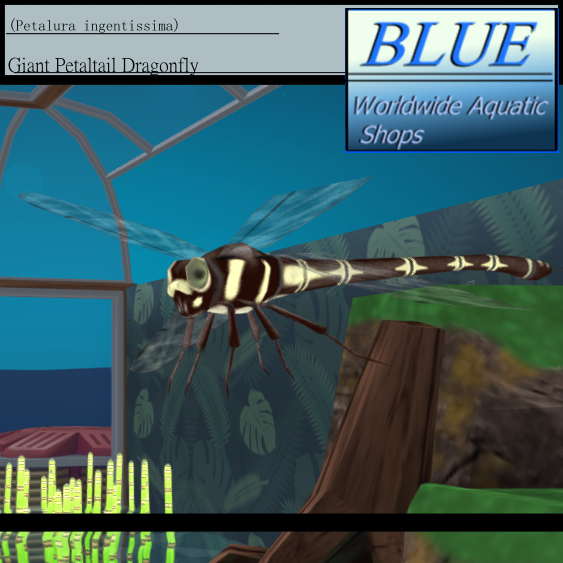 BLUE - Giant Petaltail Dragonfly