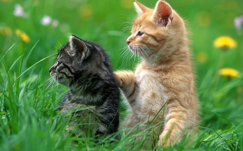 kitties