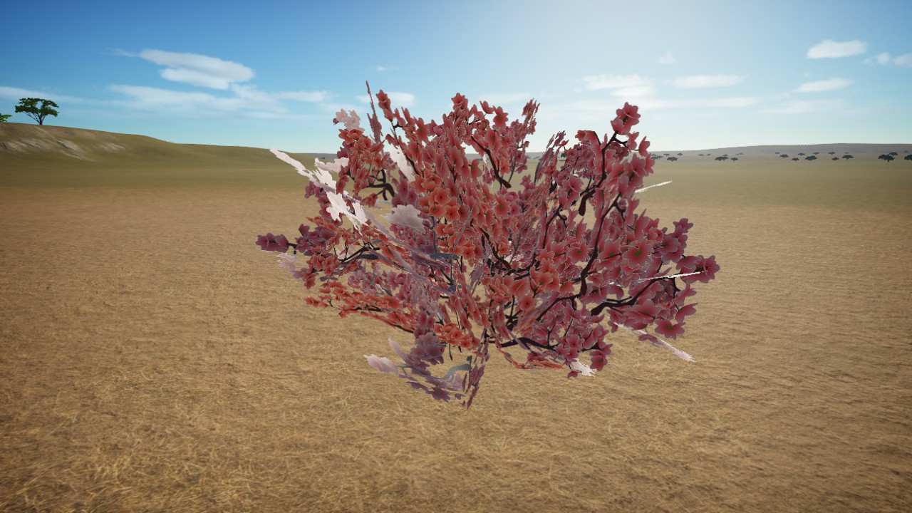 Cherry Blossoms New