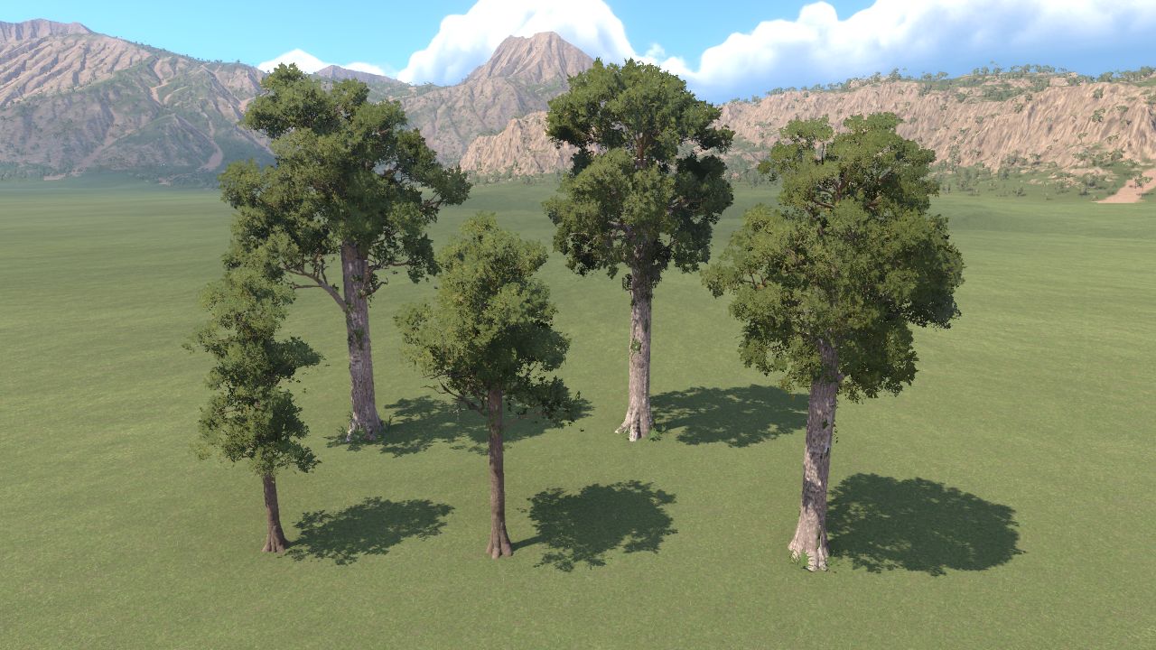 New Zealand Kauri