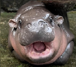Moo Deng (หมูเด้ง)