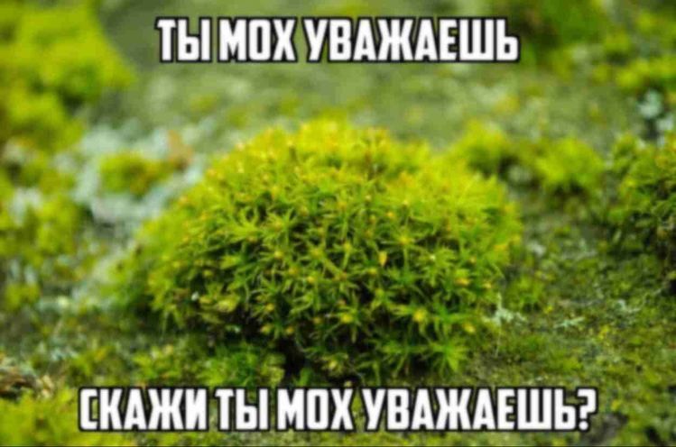 MOX