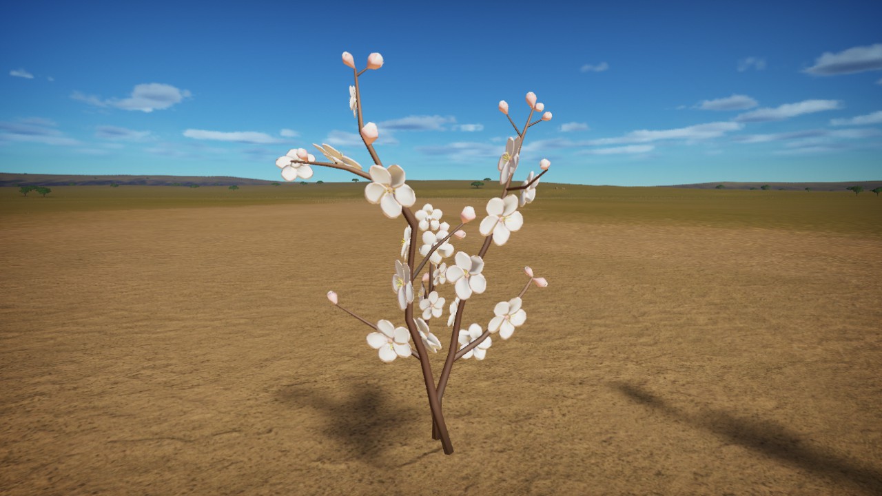 Plum Blossoms Small White