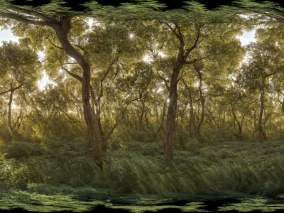 Deep Wood B
