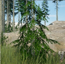 Forest