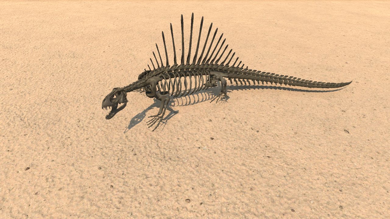 Dimetrodon Skeleton