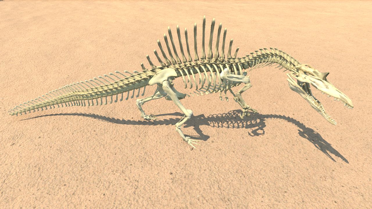 Spinosaurus Skeleton