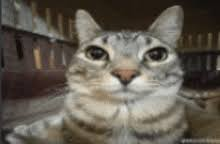 kitteh