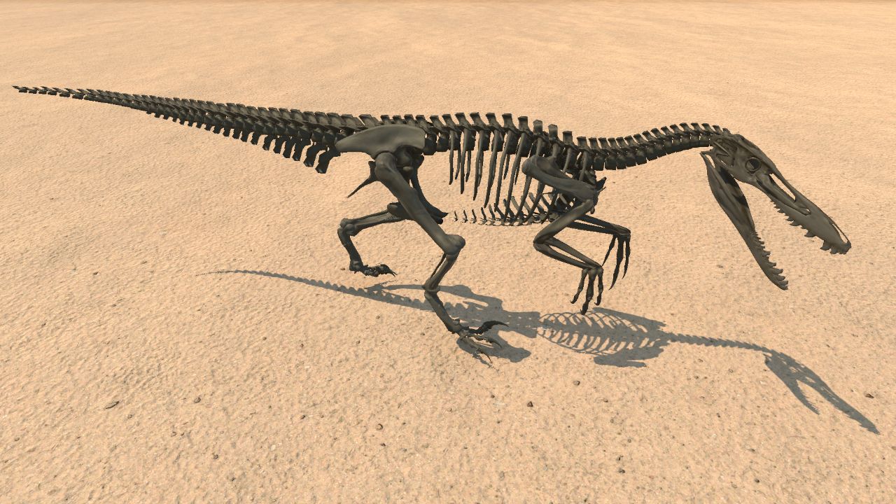 Velociraptor Skeleton