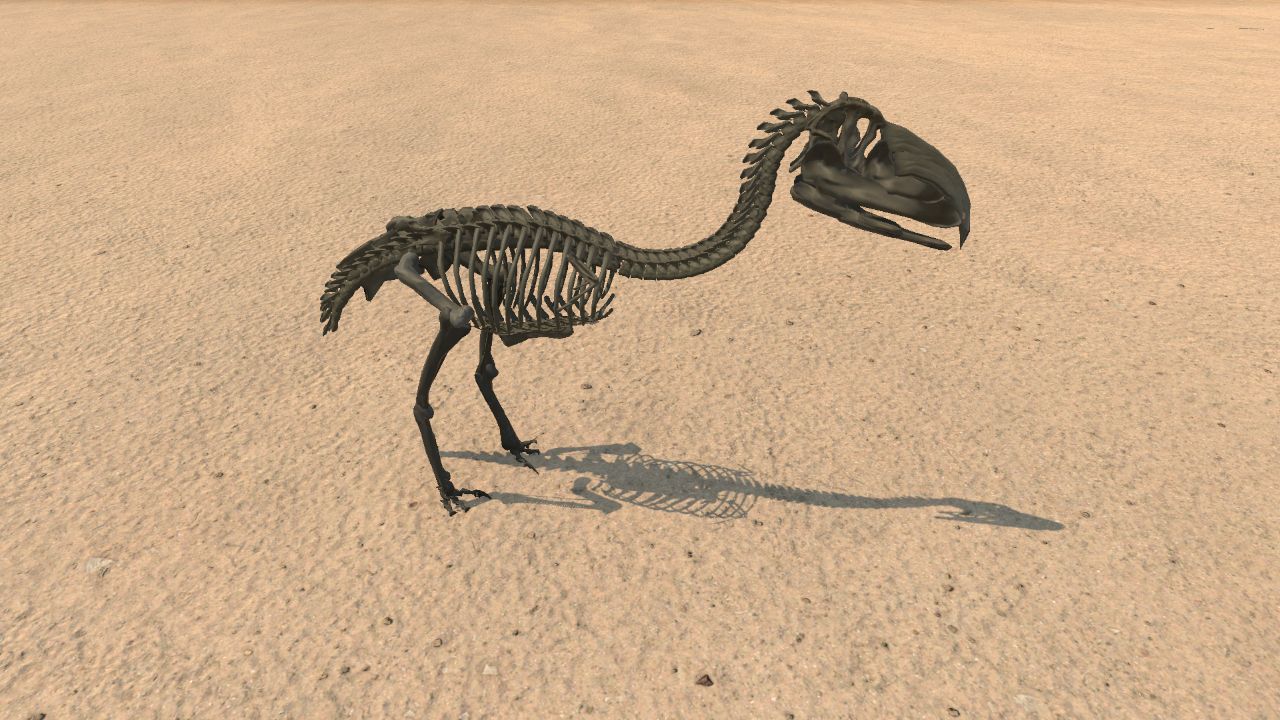  Phorusrhacid Skeleton