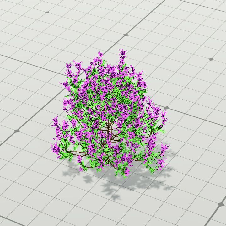 Scottish Heather