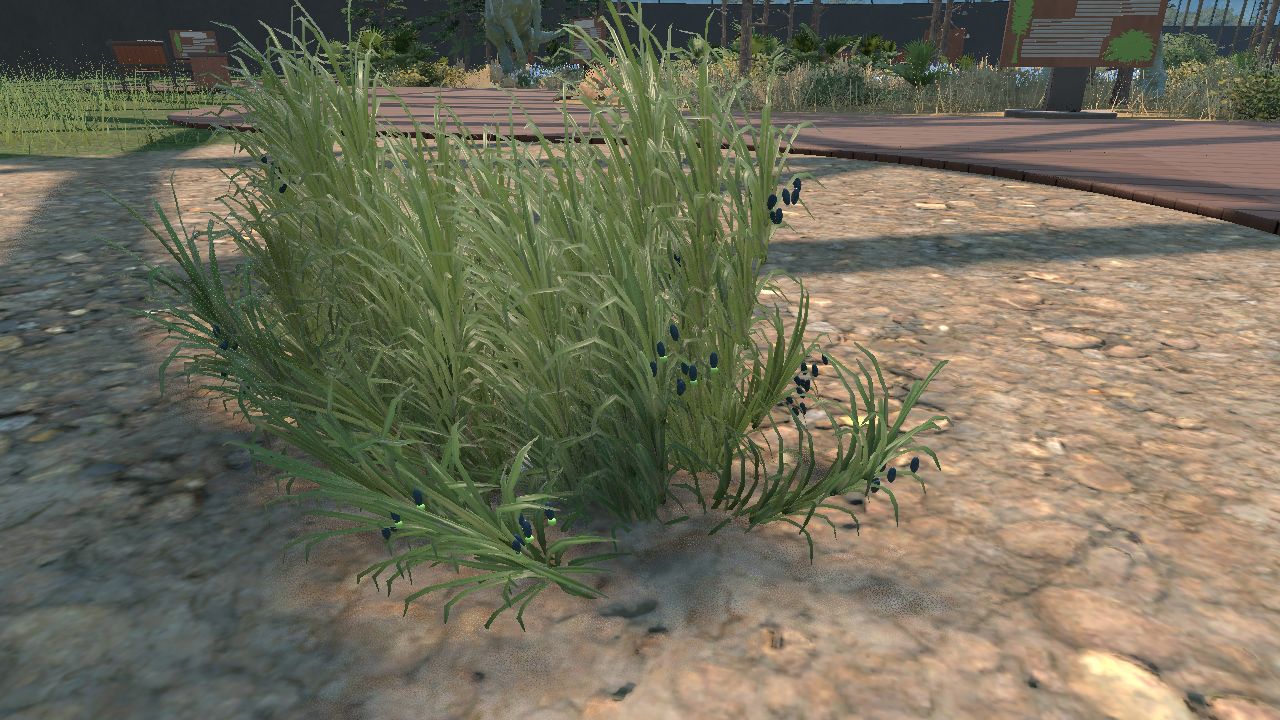 podocarpus drouynianus
