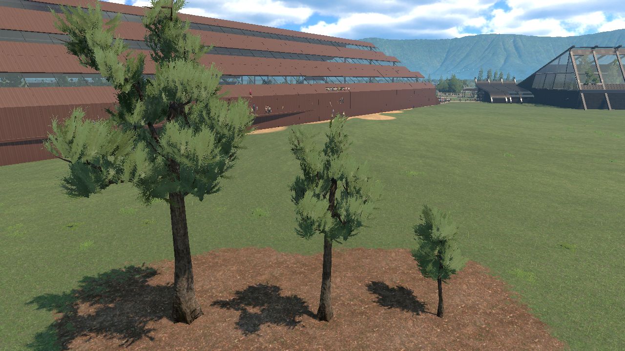 Podocarpus