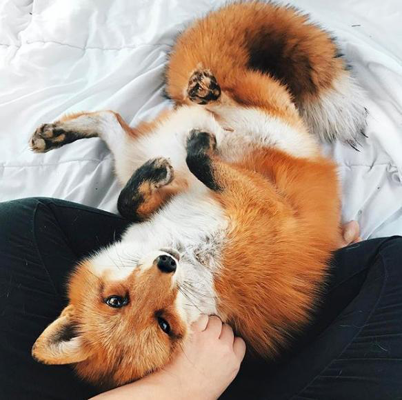 犬科可亲昵（大部分）