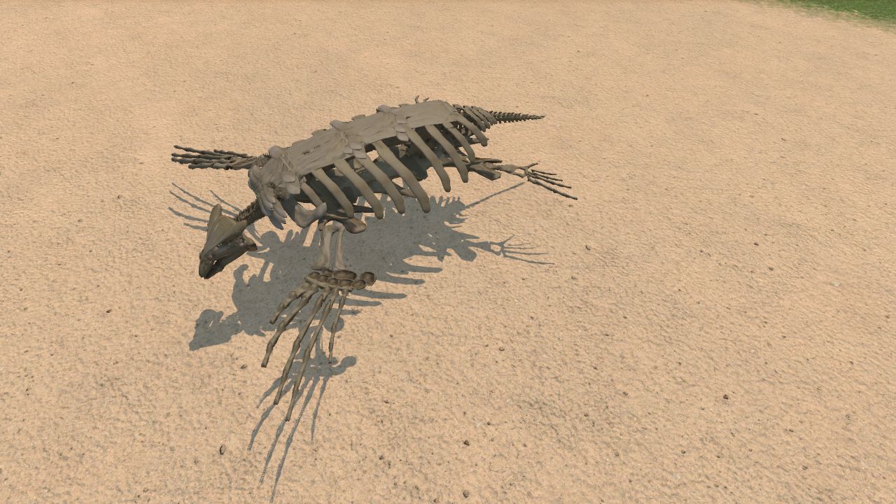 Archelon Skeleton