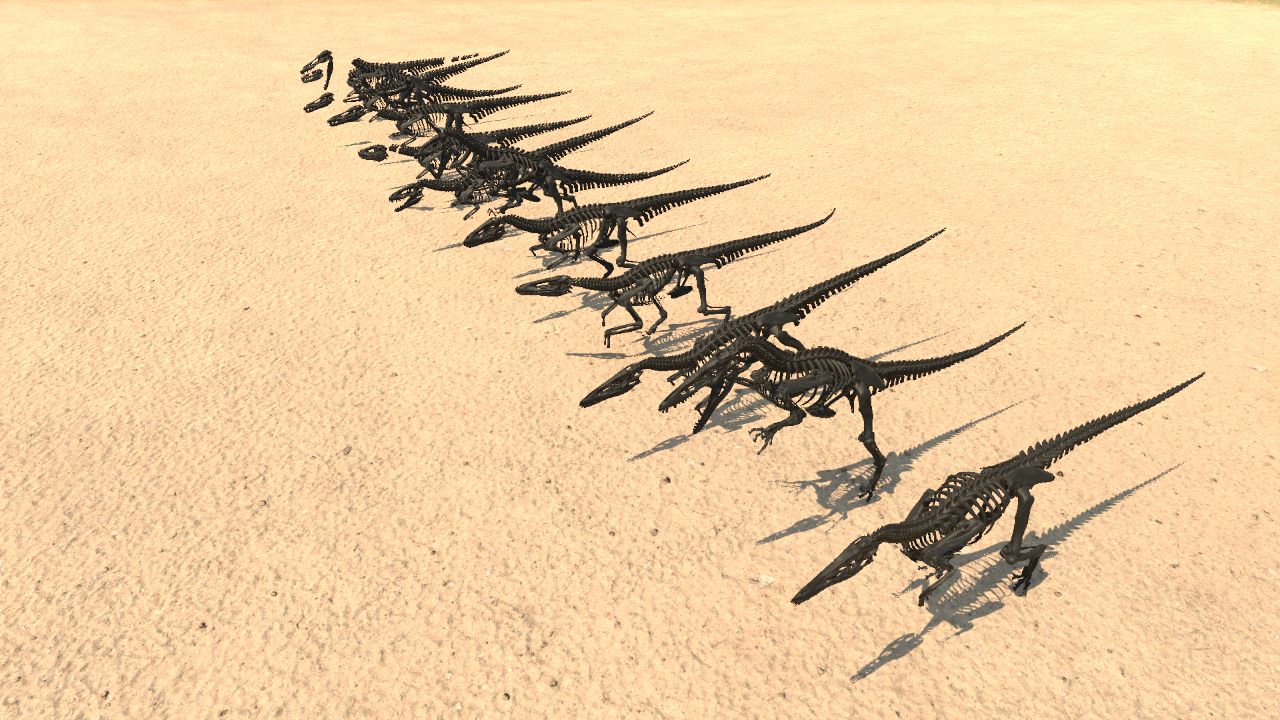Dromaeosaur Skeletons