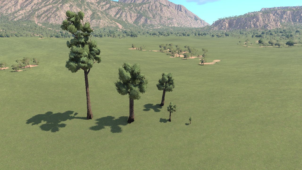 Podocarpus