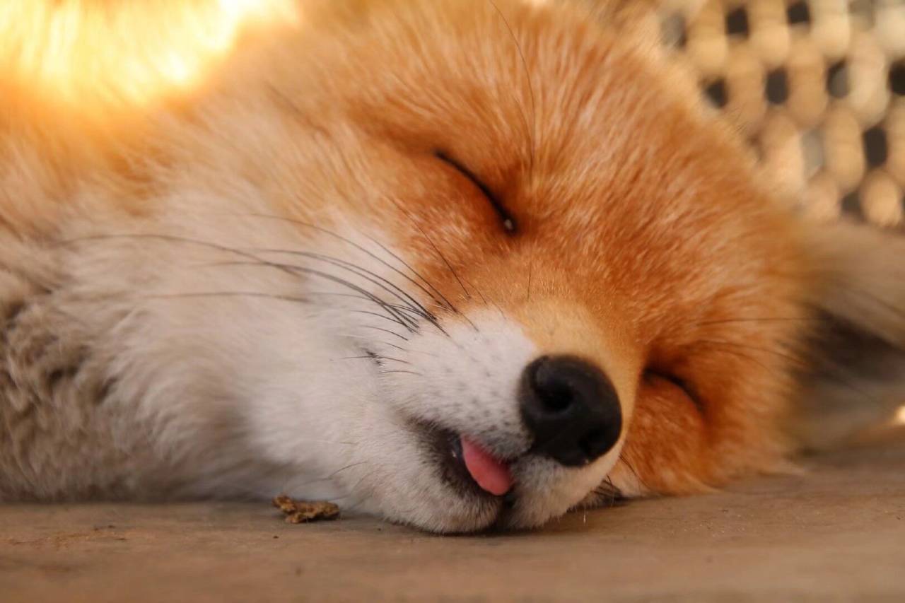 宠物狐狸无敌 Pet Fox Invincible